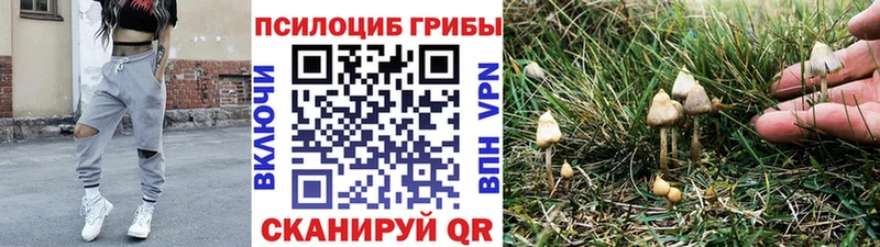 Галлюциногенные грибы Psilocybine cubensis закладка Пудож